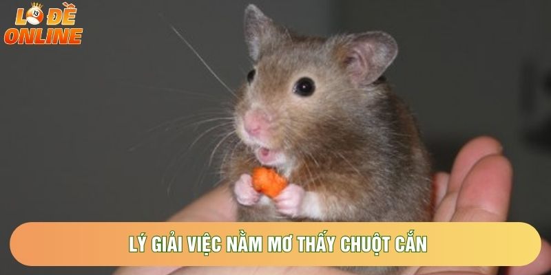 Lý giải việc nằm mơ thấy chuột cắn