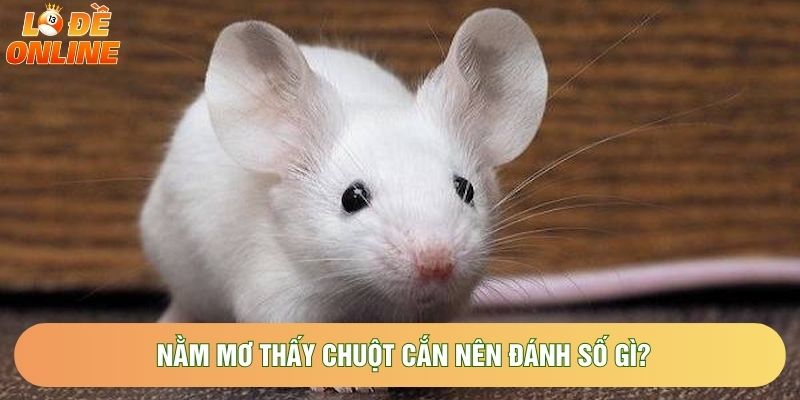 Nằm mơ thấy chuột cắn nên đánh số gì?