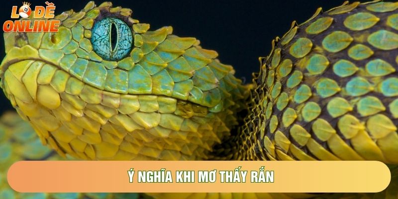 Ý nghĩa khi mơ thấy rắn