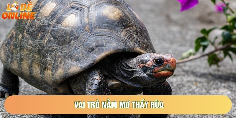 Vai trò nằm mơ thấy rùa